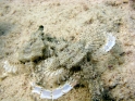 Flugelroßfische 7
